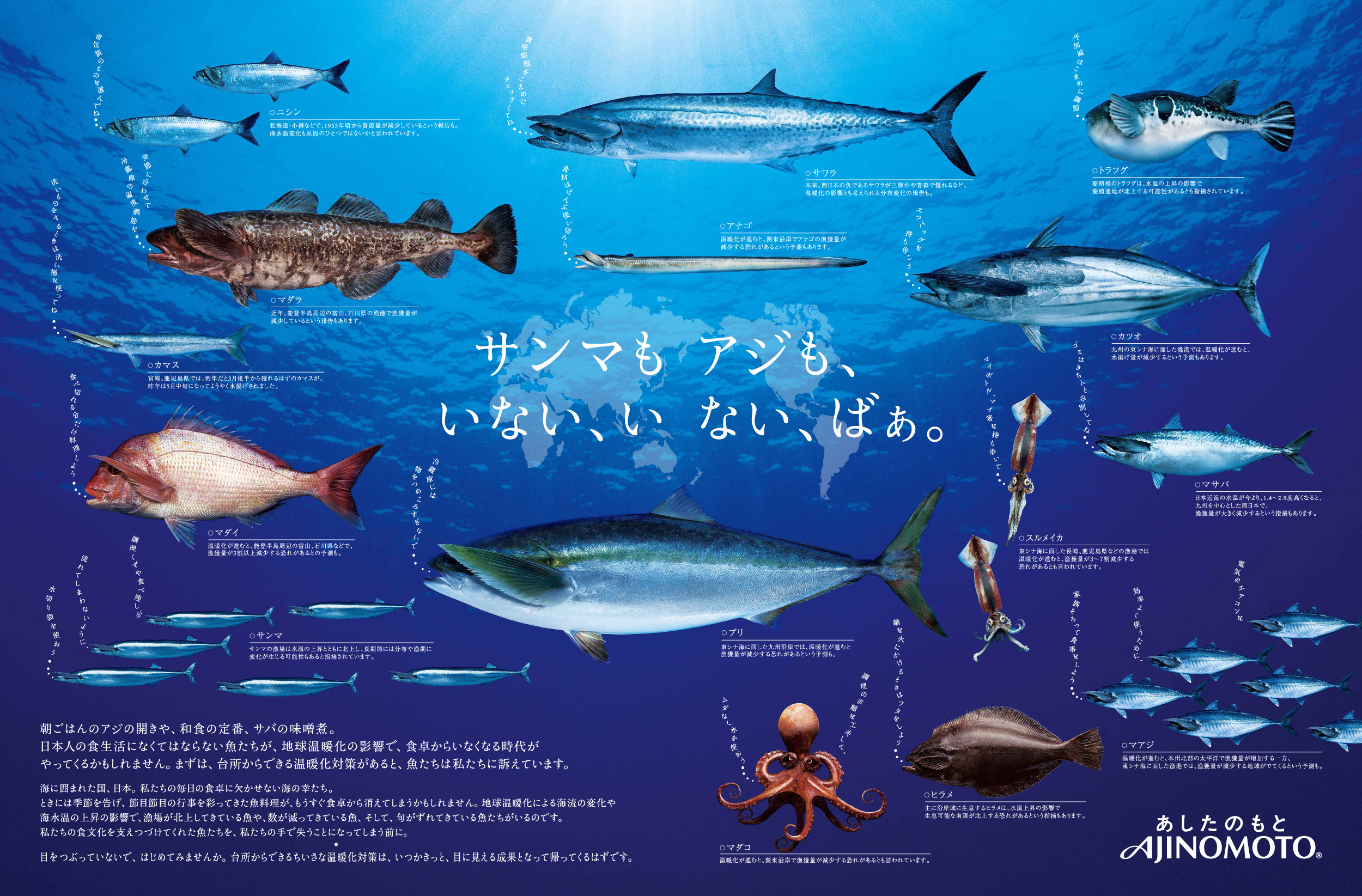 「サンマもアジも、いない、いない、ばぁ。」